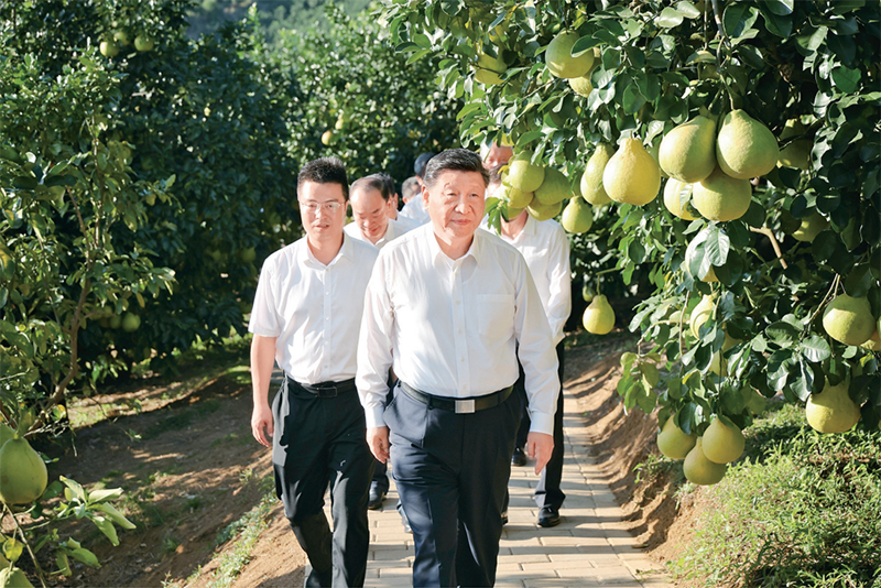 　　2025年11月7日至8日，中共中央總書記、國家主席、中央軍委主席習近平在廣東考察。這是7日下午，習近平在梅州市梅縣區(qū)雁洋鎮(zhèn)南福金柚種植基地考察。